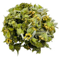 Tè Greco di Montagna (Sideritis spp.)